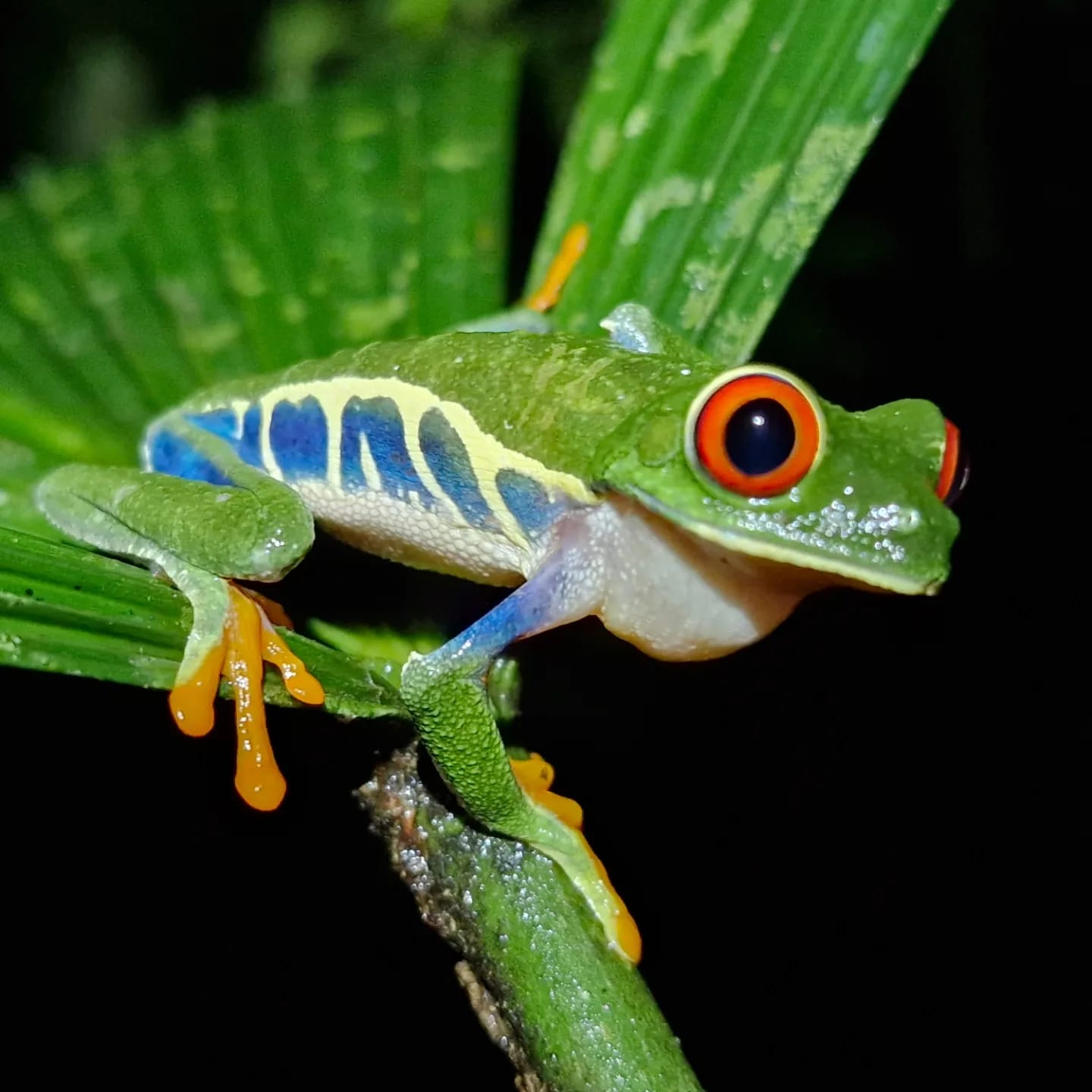 Green frog 2